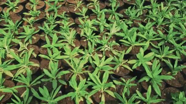 Top-view shot of many potted green seedlings in rows - Footage, Video