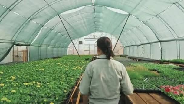 Drone tiro retrovisor de jardineiro feminino andando através de grande estufa transportando caixa de madeira com plantas em vasos - Filmagem, Vídeo