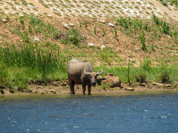 いくつかの水牛は川の近くで水を飲んでいます - 写真・画像