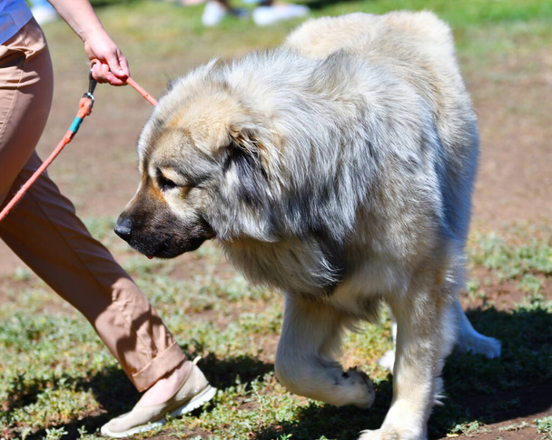 Caucásico pastor perro en un paseo en un día de verano  - Foto, Imagen
