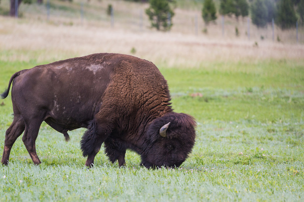 bisões ou búfalos
 - Foto, Imagem