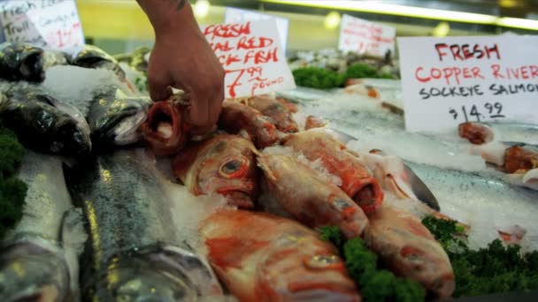 luccio pesce fresco di roccia rossa pacifico luogo di mercato, seattle, usa - Filmati, video