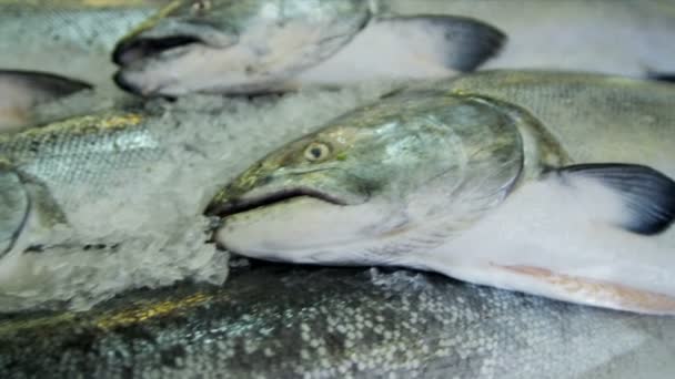 zalm pikes zeevis markt seattle, usa - Video