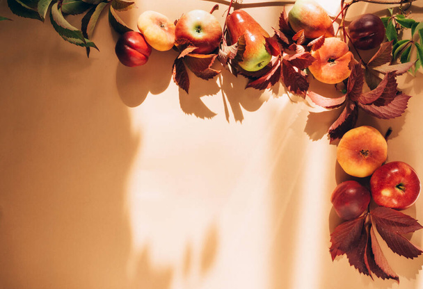 Podzimní sezónní ovoce Jablka hrušky vinné listy pastelové hnědé pozadí. Koncept sklizně díkůvzdání. Podzimní ročník - Fotografie, Obrázek