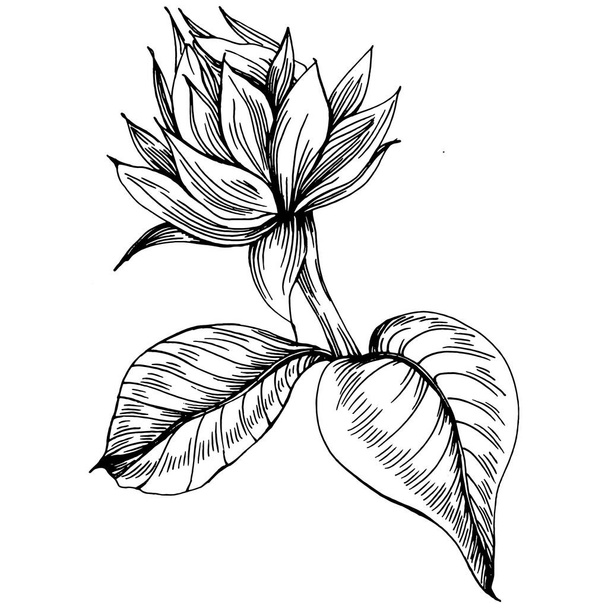 Sunflower flower. Floral botanical flower. Isolated illustration element. Vector hand drawing wildflower for background, texture, wrapper pattern, frame or border. - Вектор,изображение