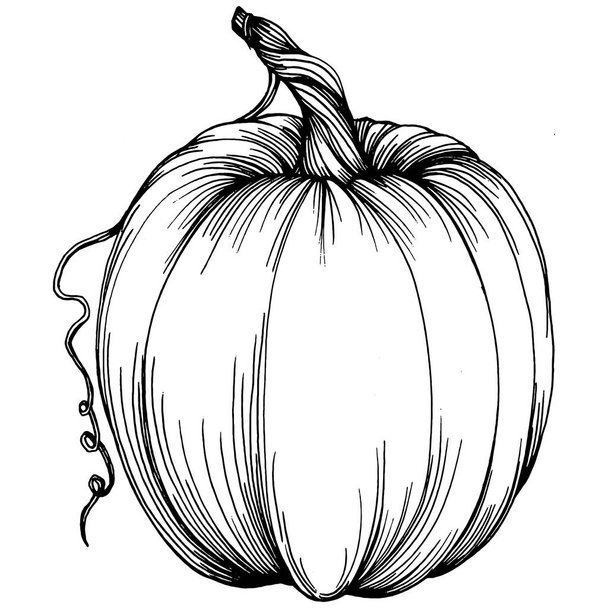 Pumpkin vector sketch hand drawn. Isolated object with engraved style illustration. Detailed vegetarian food. Farm market product. The best for design logo, menu, label, icon, stamp. - Вектор, зображення