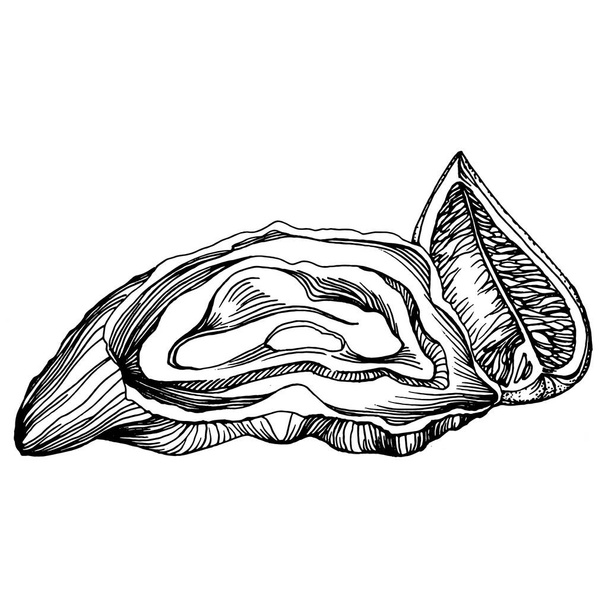 Osztriga vektor gravírozás stílusú illusztrációja logó vagy embléma design tenger gyümölcsei menü, ebéd. Klasszikus amerikai steakhouse vagy francia bisztró előétel. - Vektor, kép