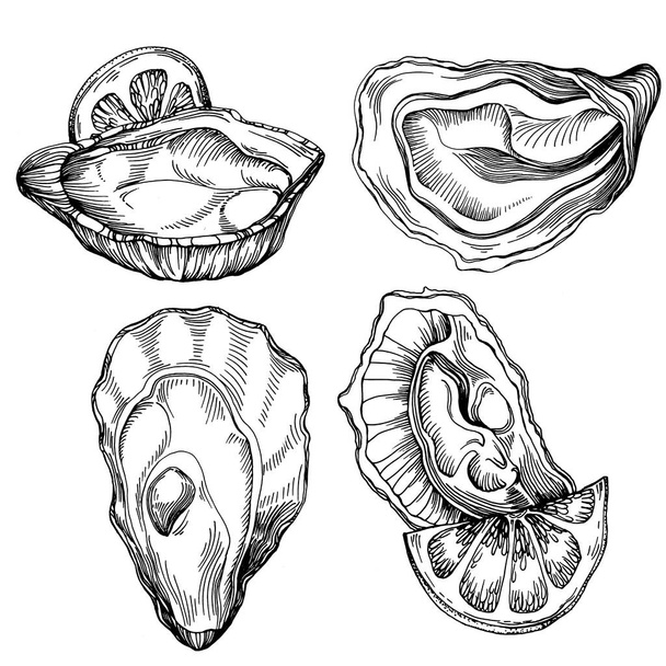 Oysters vector with engraving style illustration of logo or emblem for design seafood menu, lunch. Classic American steakhouse or French bistro appetizer. - ベクター画像