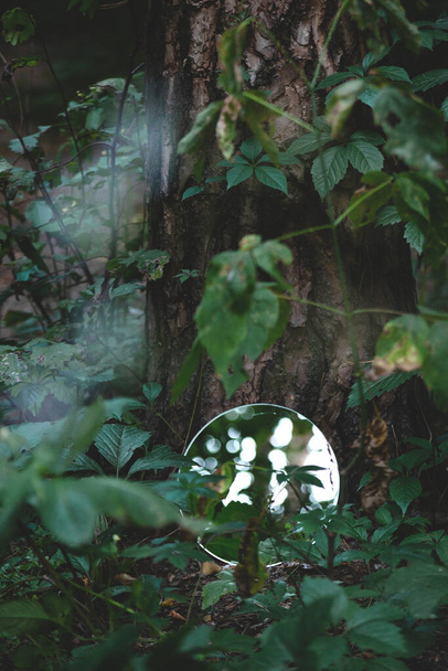 Round mirror in dark green forest. Abstract trendy image, close to nature concept. - Fotografie, Obrázek