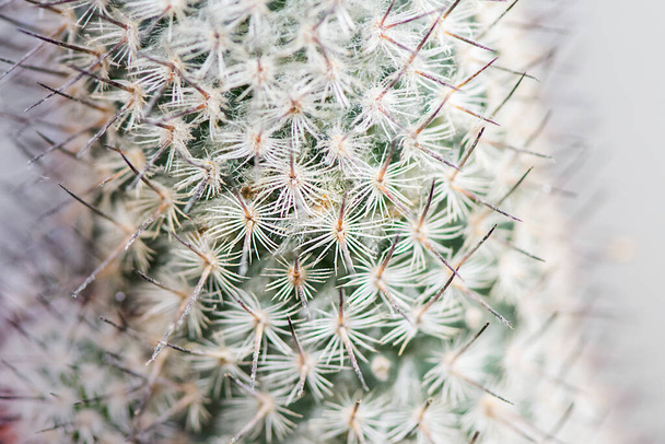 Cactus macro espinas verde primer plano - Photo, Image