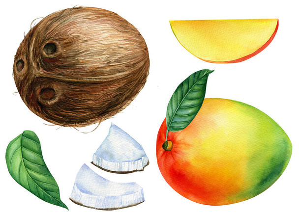 sada ovoce mango, kokos, akvarel botanické ilustrace - Fotografie, Obrázek