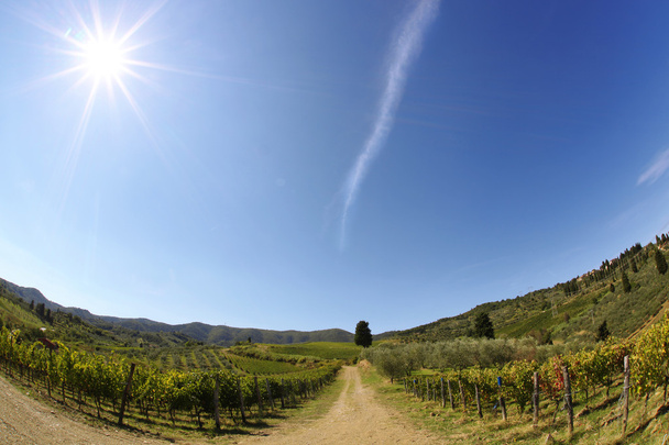 Híres Tuscany szőlőültetvények közelében a Firenze Olaszország - Fotó, kép
