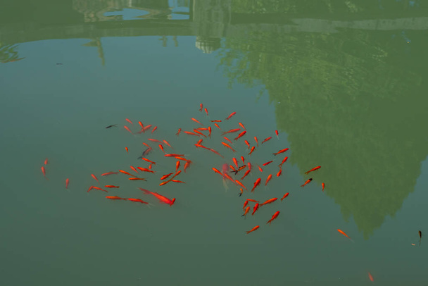 Fish in the pond of the temple - Fotoğraf, Görsel