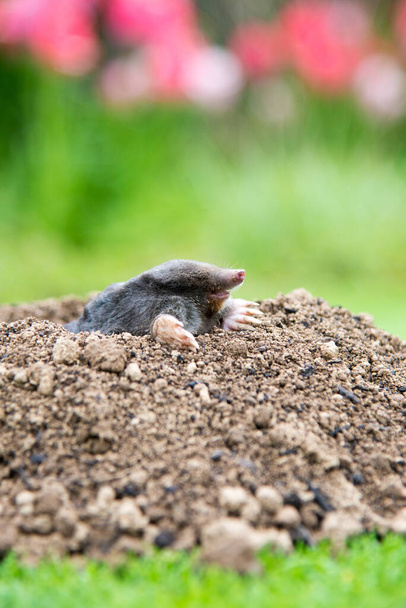 European mole (Talpa europaea) destroying lawn with its mole hills and underground tunnels - Photo, Image