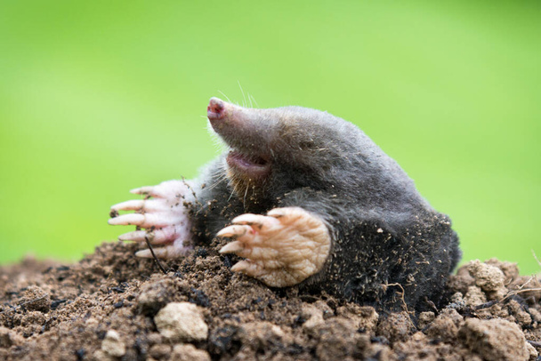 Mole, Talpa europaea, що виповзає з коричневого молехілла, зелена трава на задньому плані. Тварина з саду. - Фото, зображення