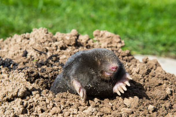European mole destroying lawn in the garden - Photo, Image