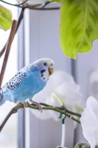 A beautiful blue budgie sits without a cage on a house plant. Tropical birds at home. Feathered pets at home. - Фото, изображение