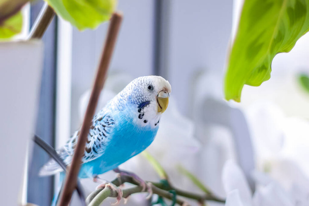 A beautiful blue budgie sits without a cage on a house plant. Tropical birds at home. Feathered pets at home. - Fotografie, Obrázek
