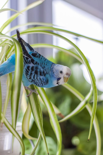 A beautiful blue budgie sits without a cage on a house plant. Tropical birds at home. Feathered pets at home. - Фото, изображение