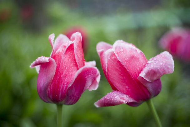 These are tulips spring flowers. Delicate flowers blossomed. - Foto, Imagem