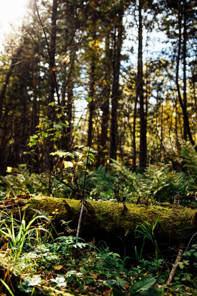 közeli kilátás a leesett fa őszi erdőben a napsütéses napon - Fotó, kép