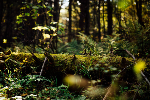läheinen näkymä kaatuneesta puusta syksyllä metsässä aurinkoisena päivänä - Valokuva, kuva