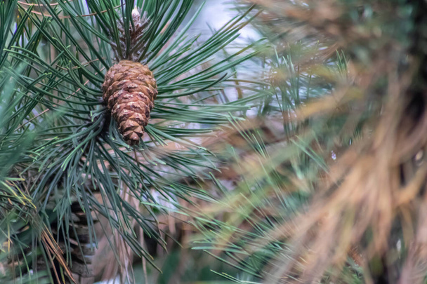 Cône de pin mûr sur une branche répand ses graines avec le vent comme délicieuse collation pour les écureuils et autres rongeurs dans une forêt naturelle poussant à de nouveaux pins avec vert frais comme symbole de Noël - Photo, image
