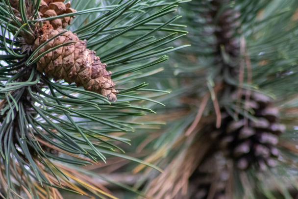 Érett fenyőtoboz egy ágon terjeszti magjait a szél, mint finom snack mókusok és más rágcsálók egy természetes erdőben nő az új fenyőfák friss zöld, mint a karácsonyi szimbólum - Fotó, kép