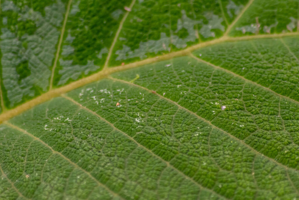 Makro surowego zielonego liścia ze strukturami liści i szczegółowymi żyłami jest doskonałym obiektem badań chlorofilu dla biologii i biochemicznej analizy dla uczniów, uczniów i nauczycieli w szkole. - Zdjęcie, obraz