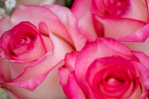 Ροζ τριαντάφυλλα σε πλήρη χτύπημα close-up ως Ημέρα του Αγίου Βαλεντίνου μπουκέτο με ένα θολό φόντο και μαλακά πέταλα ως τρυφερή διακόσμηση για να δείξει την αγάπη και το ειδύλλιο ως floral σύνολο και δώρο για τις μητέρες χαιρετισμό ημέρα - Φωτογραφία, εικόνα