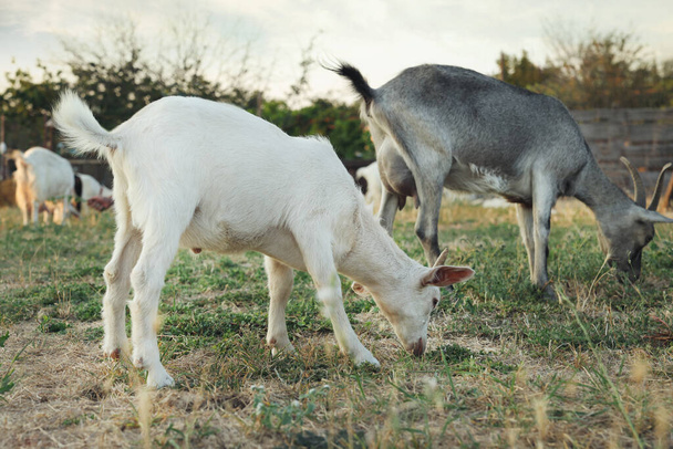 農場の牧草地でかわいいヤギ。赤ちゃん動物 - 写真・画像