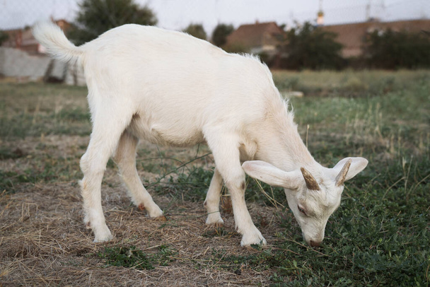Cute goatling on pasture at farm. Baby animal - Foto, Imagem