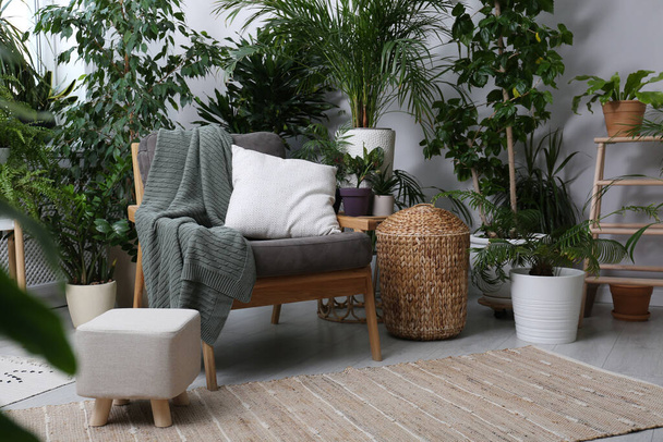 Comfortable armchair and beautiful houseplants in room. Lounge area interior - Fotografie, Obrázek