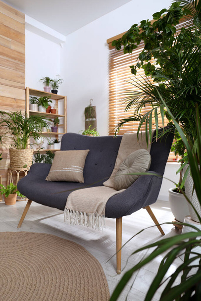 Comfortable sofa and beautiful houseplants in room. Lounge area interior - Photo, image