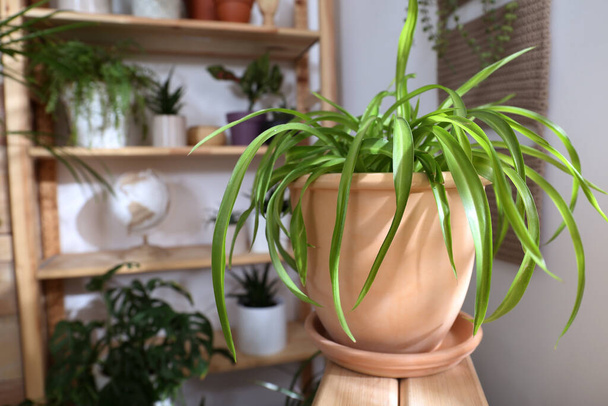Beautiful potted plants in room. Interior design - Foto, Imagen