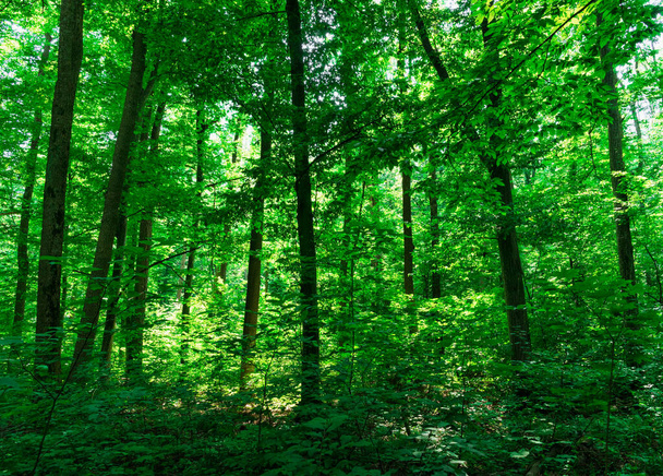 Luz solar na floresta verde, tempo de primavera - Foto, Imagem