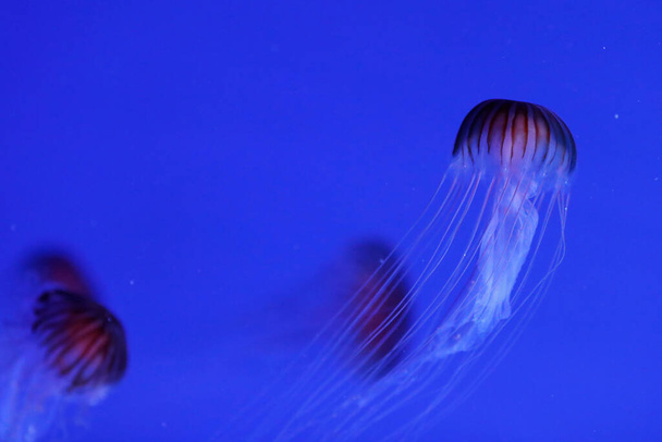 Aquarium van Genua. Veldkwallen. Prachtige kwallen in het neonlicht in het aquarium. Italië.  - Foto, afbeelding