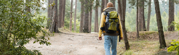 back view of hiker with backpack walking in forest, banner - Foto, imagen