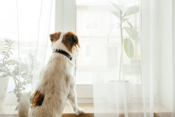 Jack Russell Terrier de pura raza. - Foto, imagen