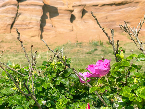 Chien rose sauvage rose sur fond de rochers - Photo, image