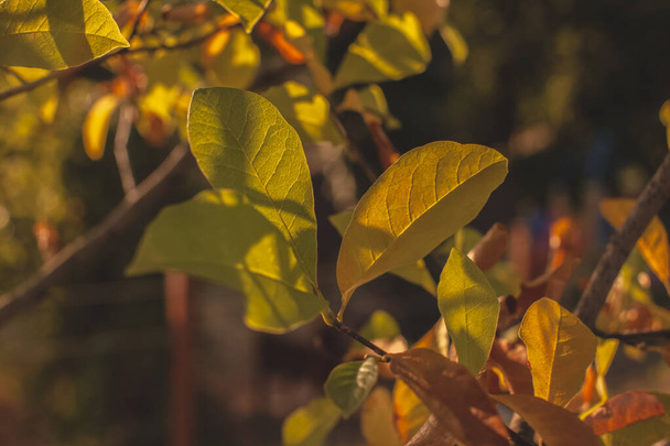 zblízka větví stromů s podzimně oranžovými listy v teplých barvách. Zlatý čas, paprsky zapadajícího slunce. Podzimní nálada - Fotografie, Obrázek