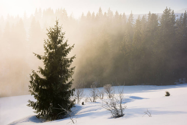 tree on the snow covered hill. winter scene with mist glowing morning light. coniferous forest in the distance - Zdjęcie, obraz
