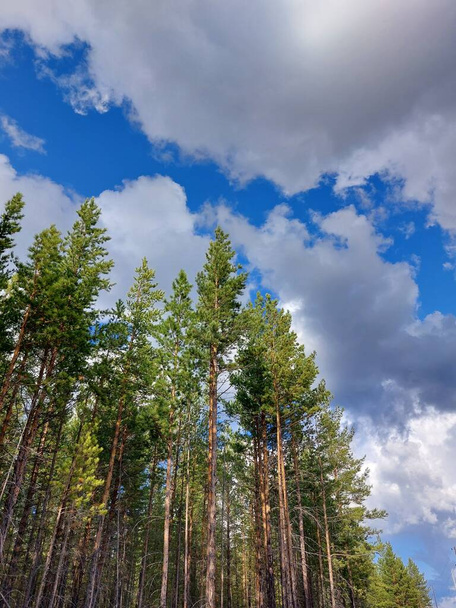 青い空と雲に対する松の木の森 - 写真・画像