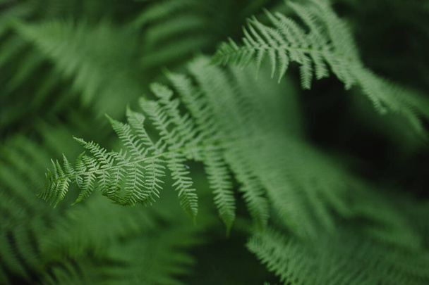 Perfect natural pattern color fern background. Tropical leaf. - Foto, Imagen