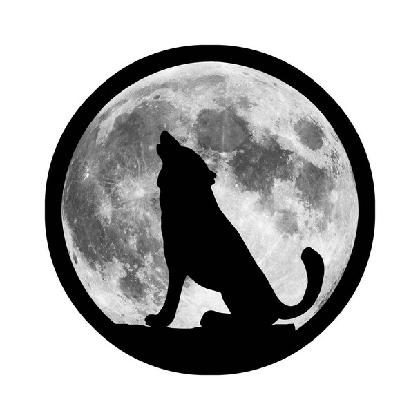 Un loup hurle la nuit de la lune. Un prédateur affamé chasse sa proie dans l'obscurité. Une meute de terribles prédateurs aux dents énormes est à la recherche de proies - Photo, image