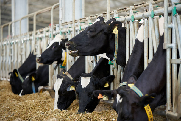 The cows in the barn are eating - Φωτογραφία, εικόνα