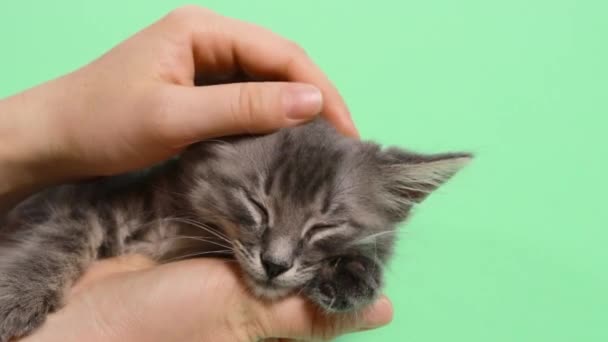 Menselijke handen strelen een grijs katje op een groene achtergrond chromakey close-up. - Video