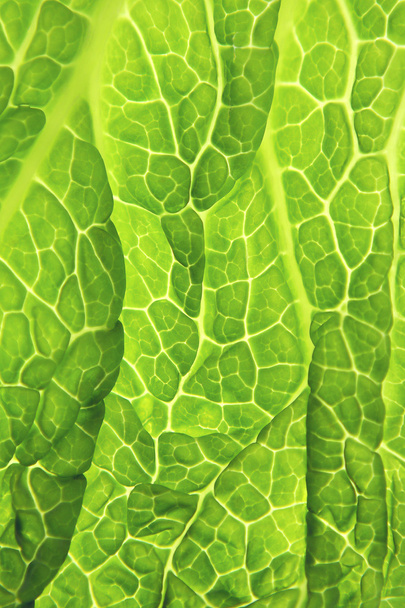 Savoy cabbage green leaf - close-up - Photo, Image