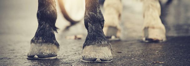 The hoofs with horseshoes. Hoofs of the horse standing on asphalt. - Photo, Image