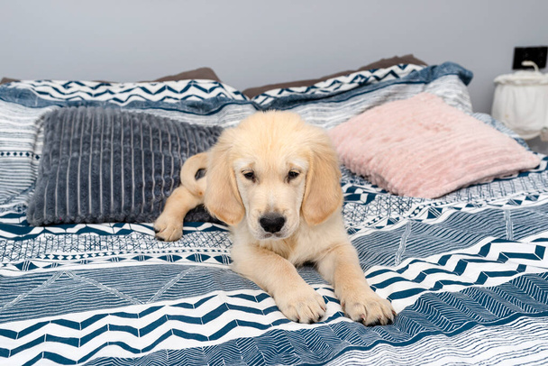 Samiec szczeniaczka golden retriever leży na łóżku na prześcieradle w sypialni. - Zdjęcie, obraz